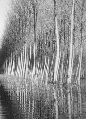 La Memoria delle Cavallette